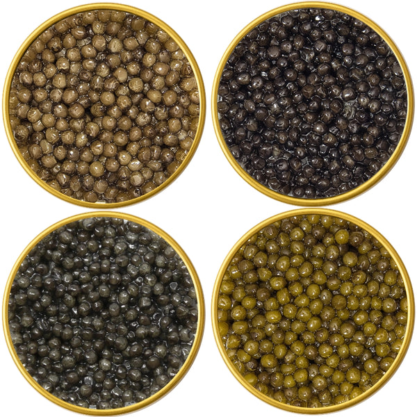 Four round containers filled with different types of Osetra Sturgeon Malossol Black Caviar (Imperial, Royal, Russian, Siberian)