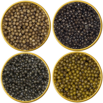 Four round containers filled with different types of Osetra Sturgeon Malossol Black Caviar (Imperial, Royal, Russian, Siberian)